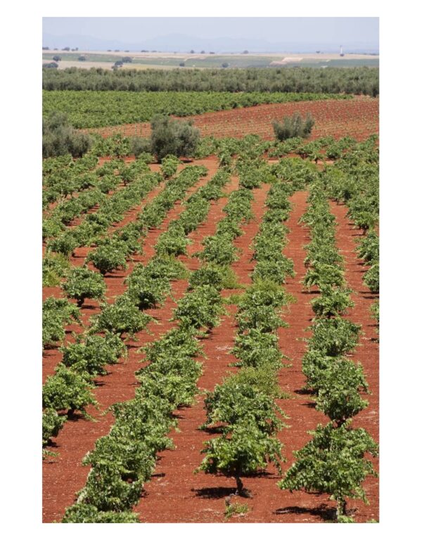 Bodegas Carlos Plaza "Seleccion Roble" Extremadura - Afbeelding 6