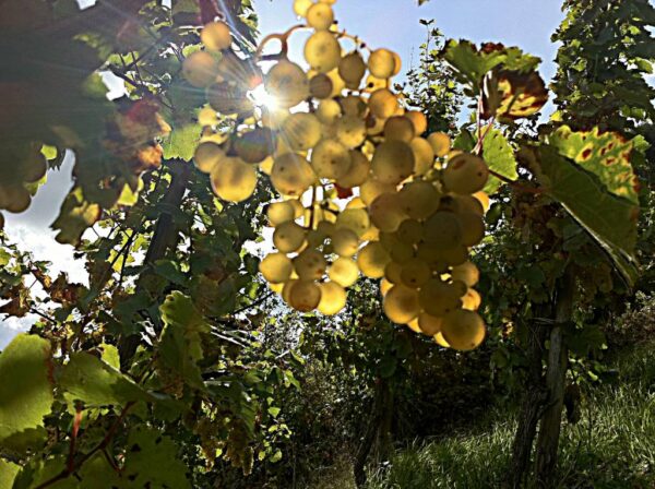 Meierer Mosel Riesling "Paulinsberg" Spätlese - Afbeelding 4