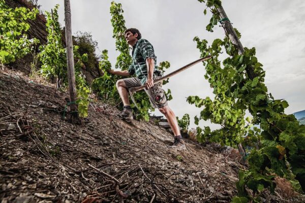 Meierer Mosel Riesling "Paulinshofberg" Auslese - Afbeelding 2