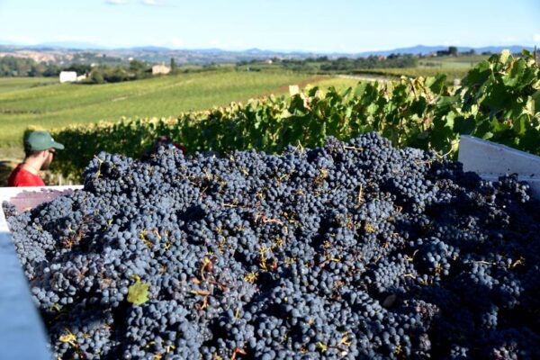 La Ciarliana Rosso di Montepulciano - Afbeelding 5