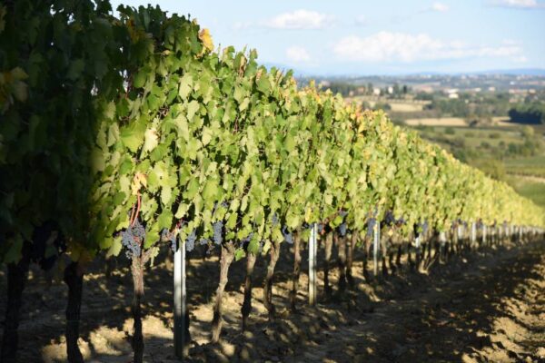 La Ciarliana Rosso di Montepulciano - Afbeelding 3